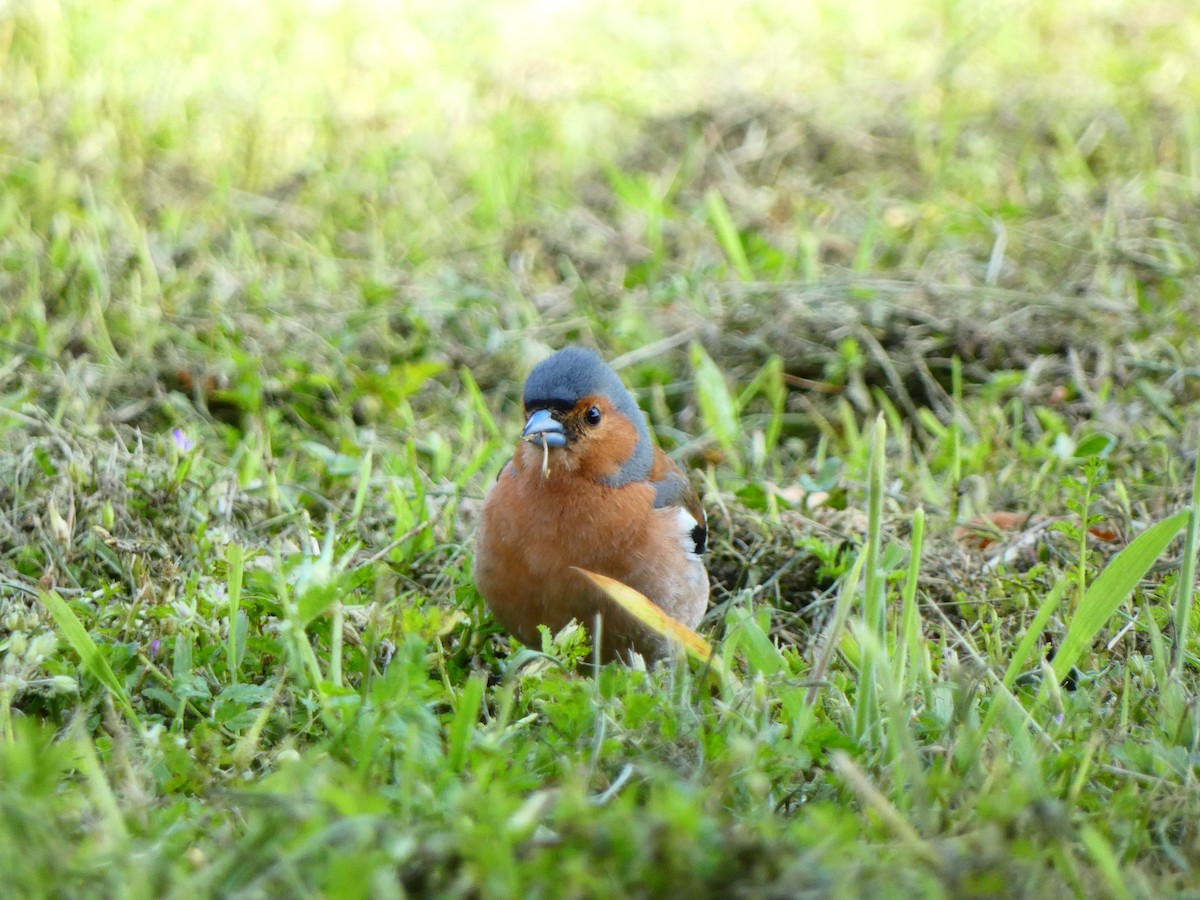 Common Chaffinch - ML620571313