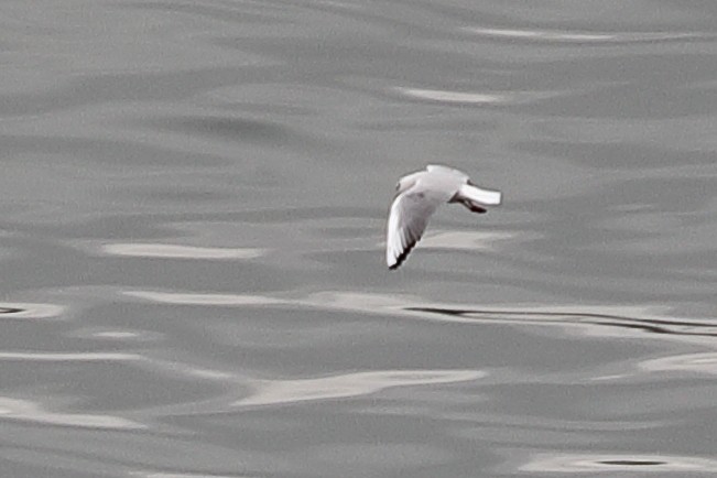 Gaviota Reidora - ML620571317