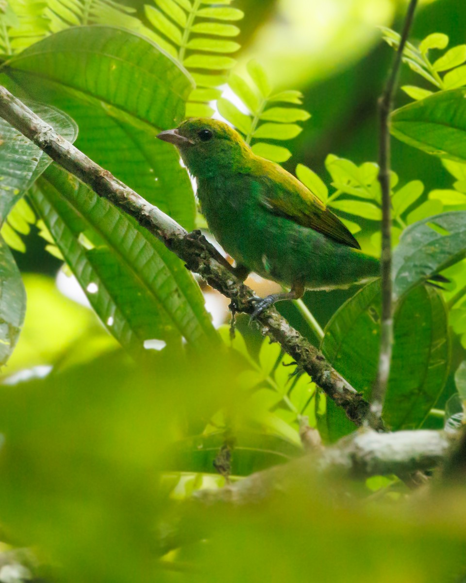 Rufous-winged Tanager - ML620571321