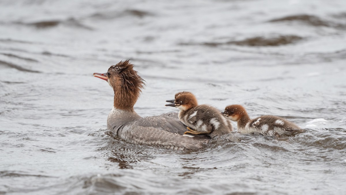 Common Merganser - ML620571322