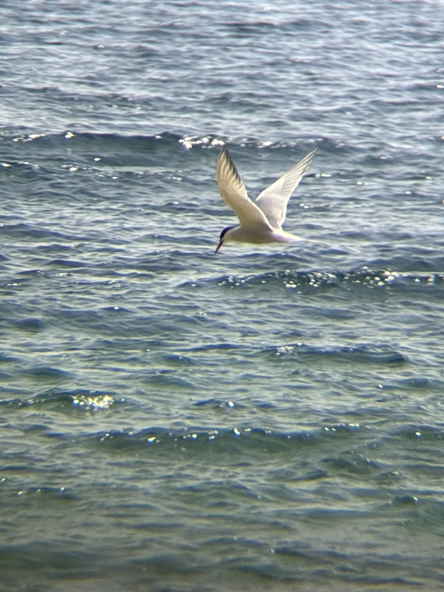 Common Tern - ML620571323