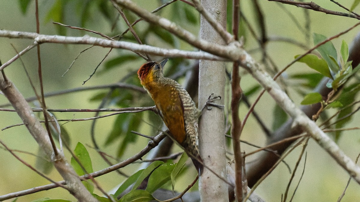 Yellow-eared Woodpecker - ML620571324