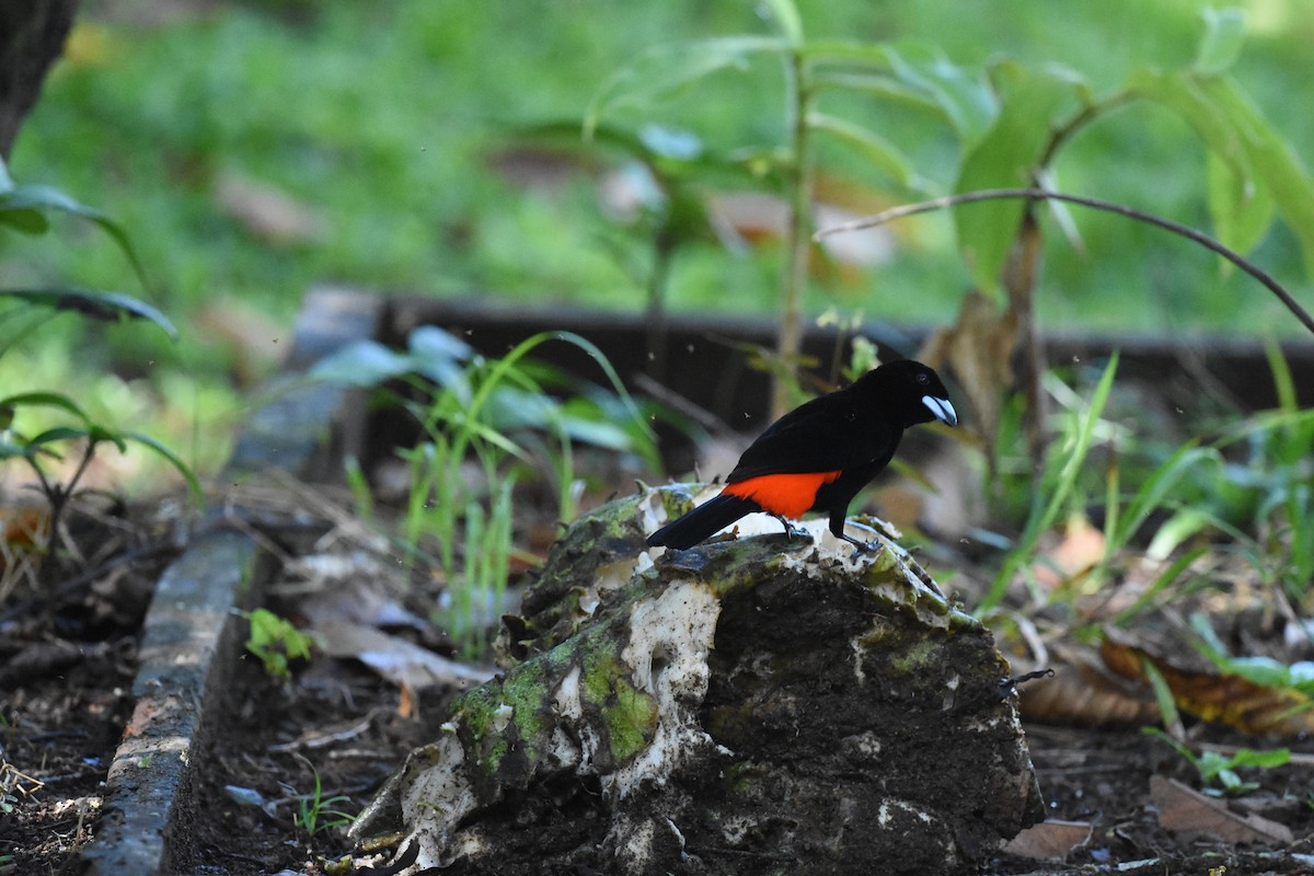 Scarlet-rumped Tanager - ML620571329