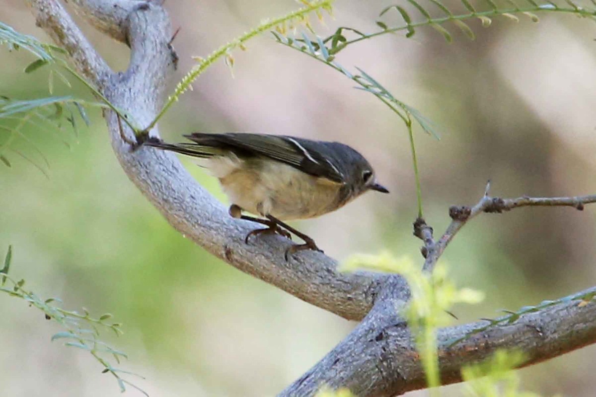 Bell's Vireo - ML620571334