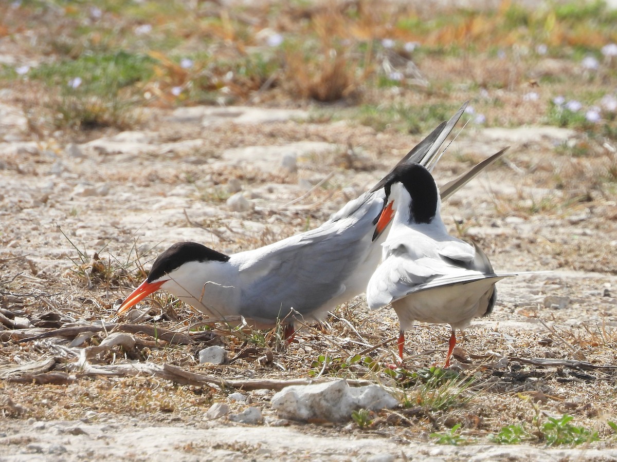 Common Tern - ML620571339