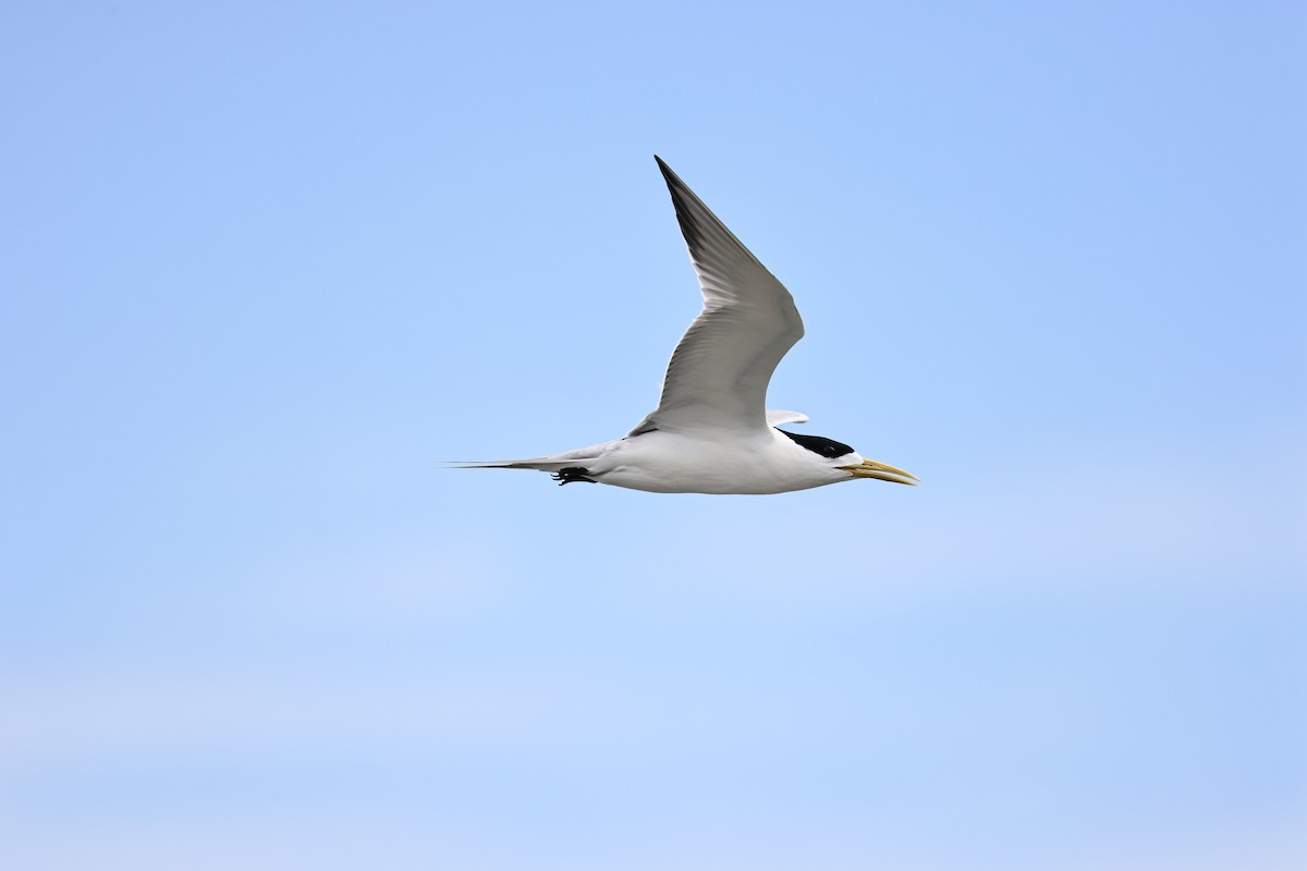 Great Crested Tern - ML620571342