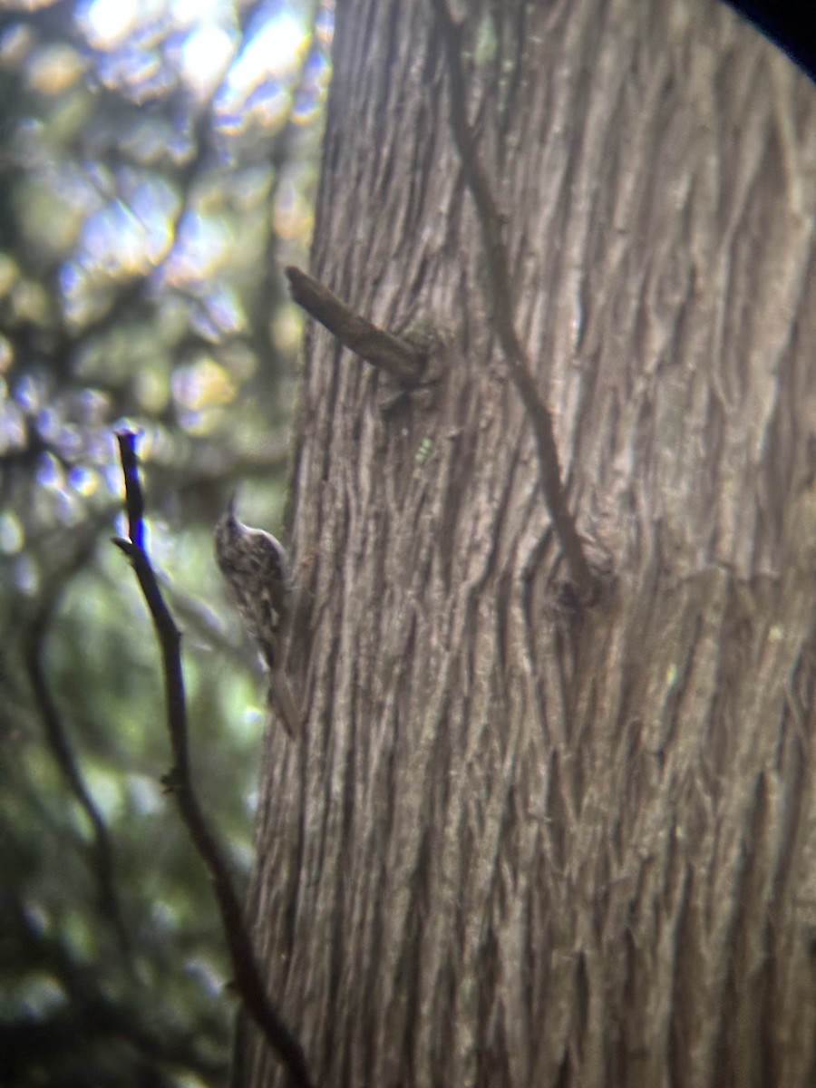 Brown Creeper - ML620571343