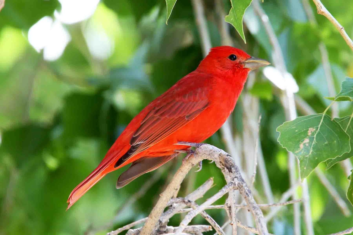 Summer Tanager - ML620571344