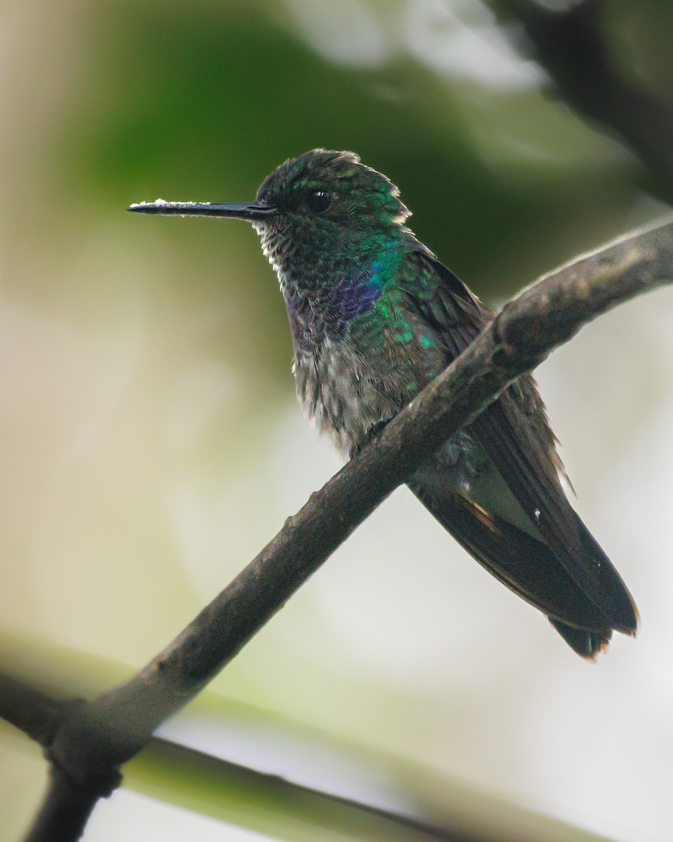 Blue-chested Hummingbird - ML620571347