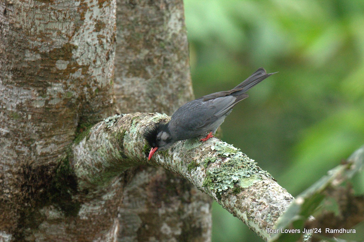 Bulbul noir - ML620571348