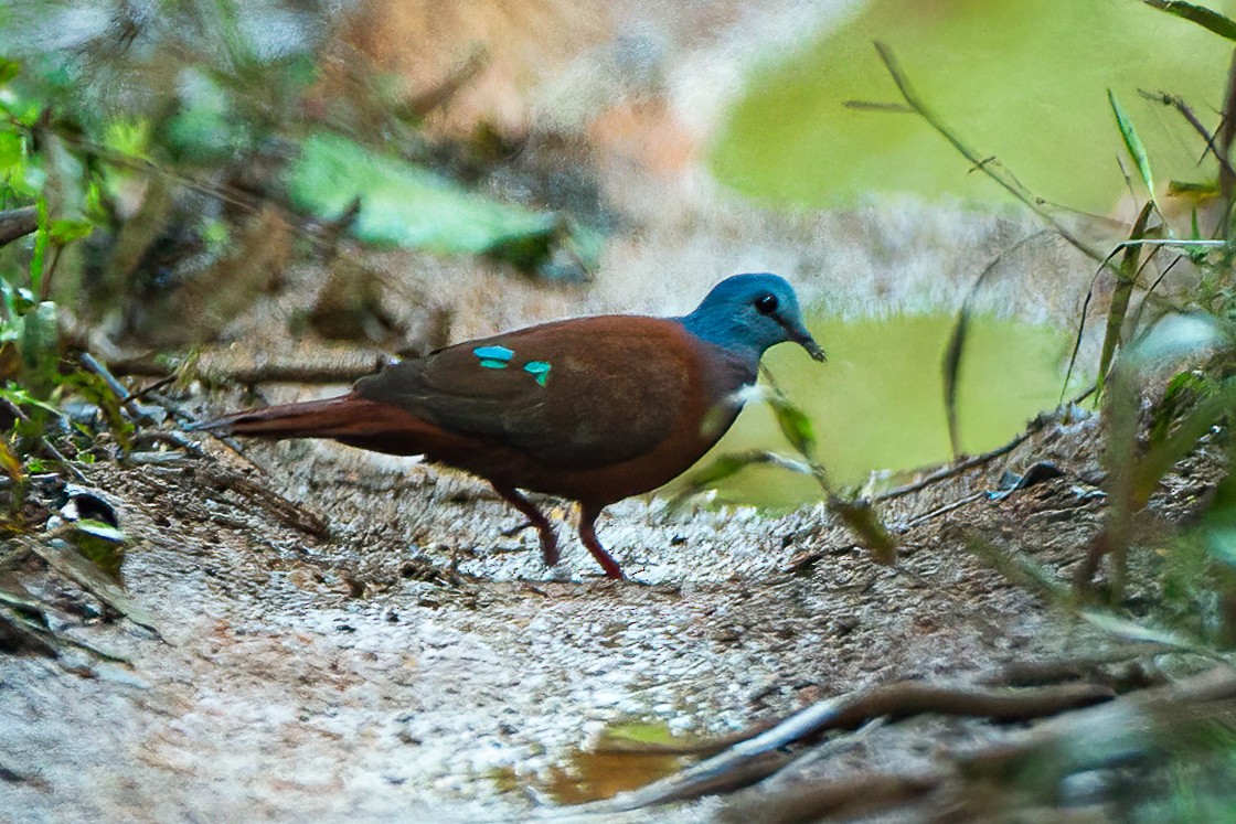 Blue-headed Wood-Dove - ML620571353