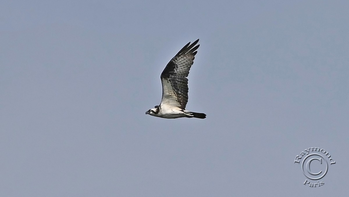 Osprey - ML620571355