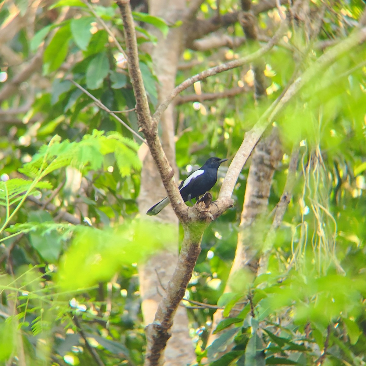 Oriental Magpie-Robin (Black) - ML620571356