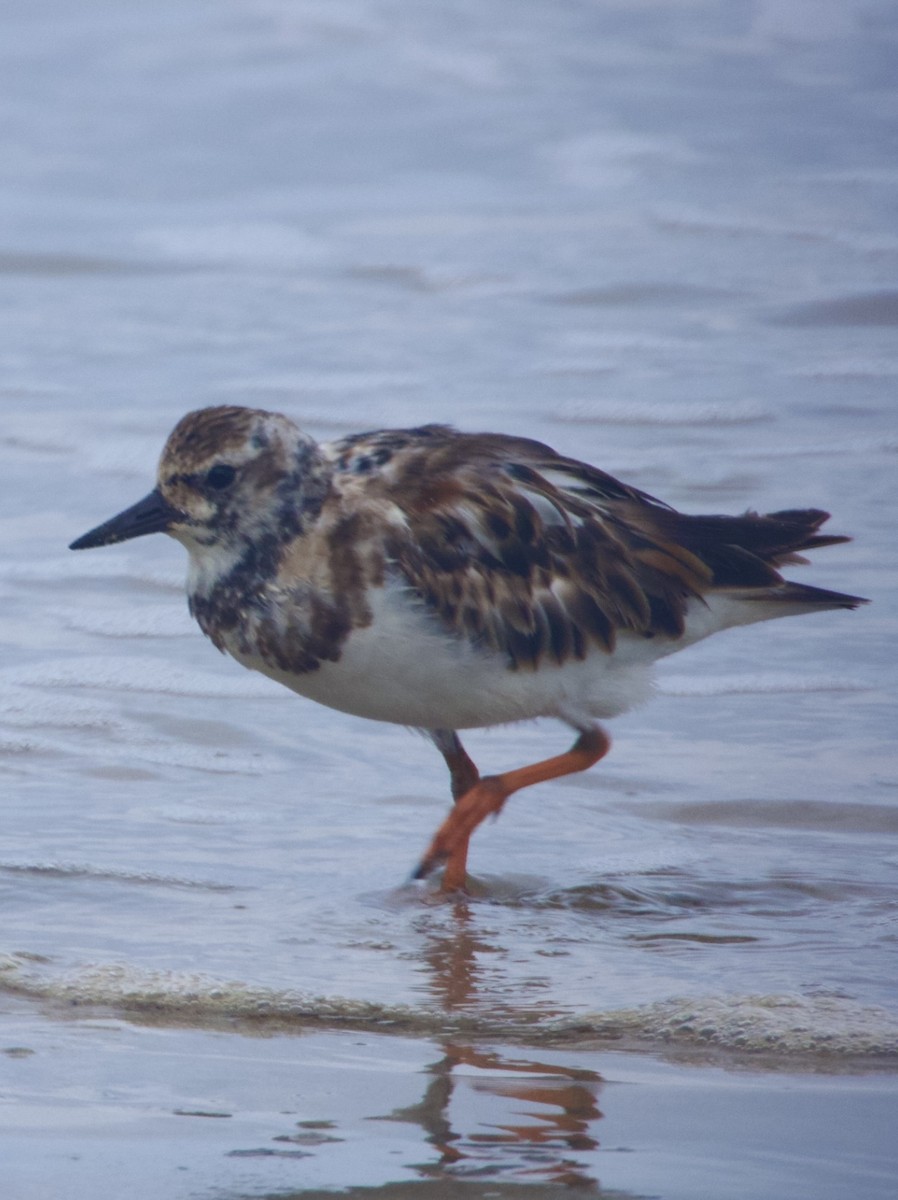 Ruddy Turnstone - ML620571360