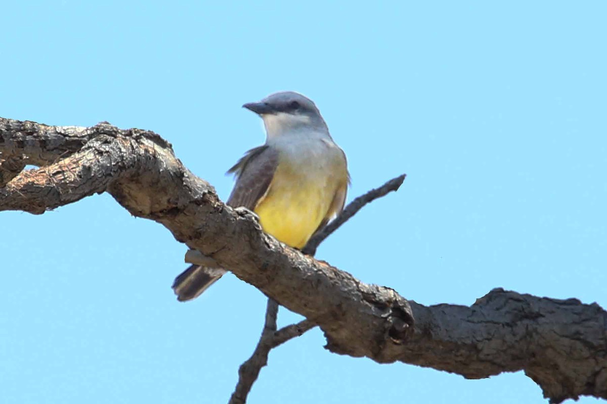 Brown-crested Flycatcher - ML620571363