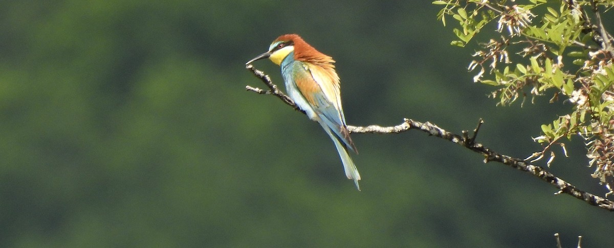 European Bee-eater - pierre geoffray