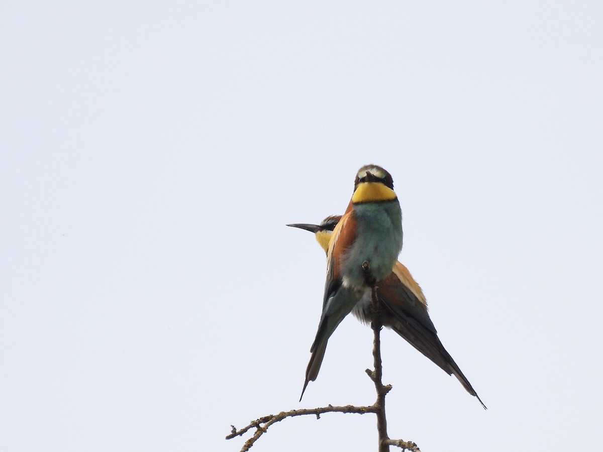 European Bee-eater - ML620571366