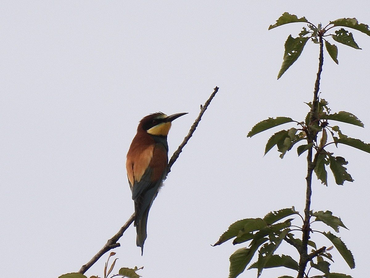 European Bee-eater - ML620571368