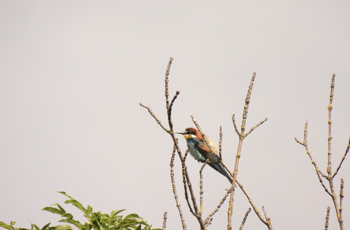 European Bee-eater - ML620571369