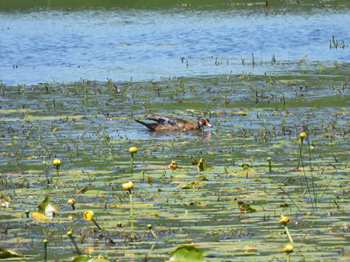 Wood Duck - ML620571371