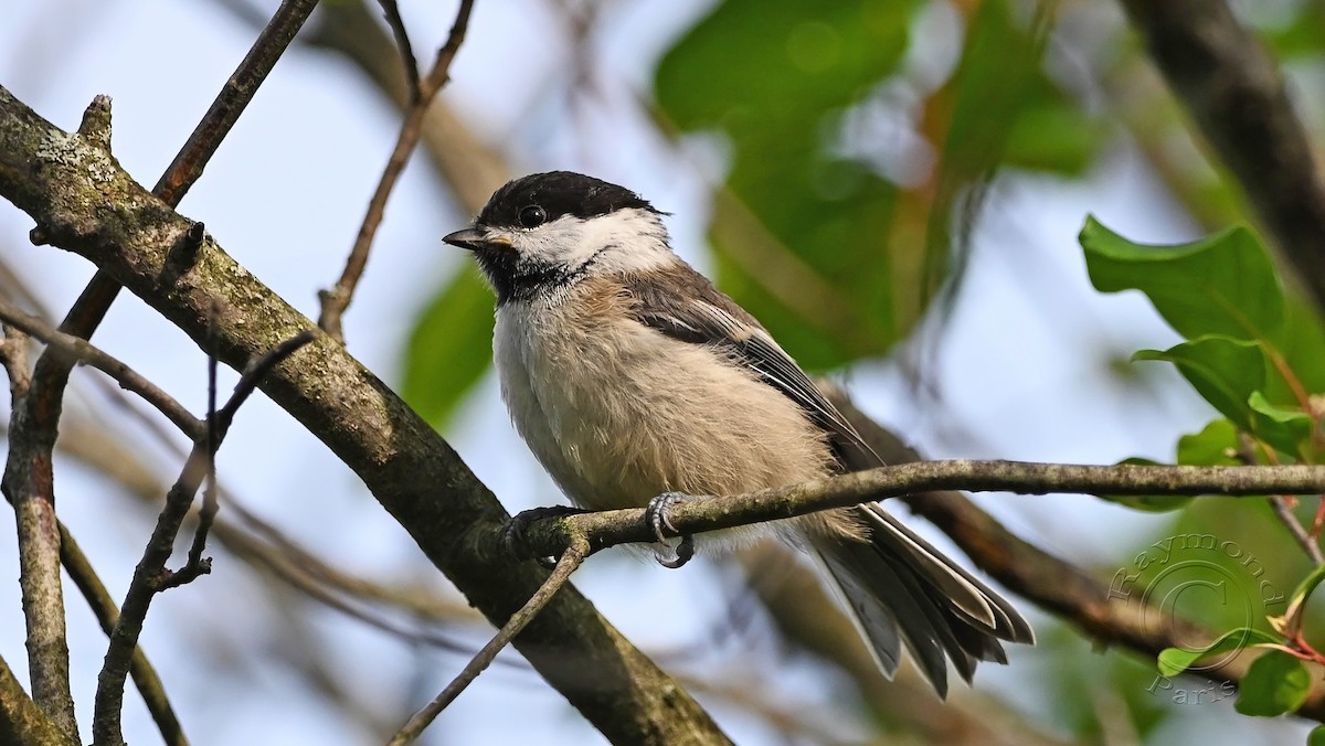 Black-capped Chickadee - ML620571378