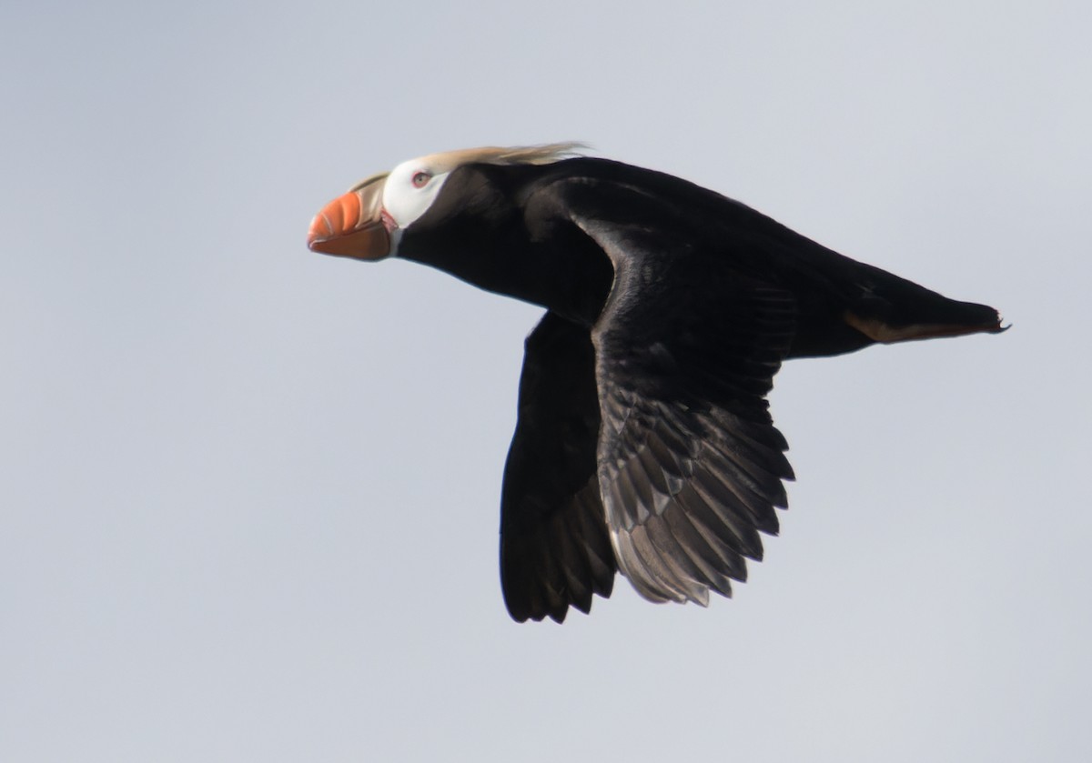 Tufted Puffin - ML620571388