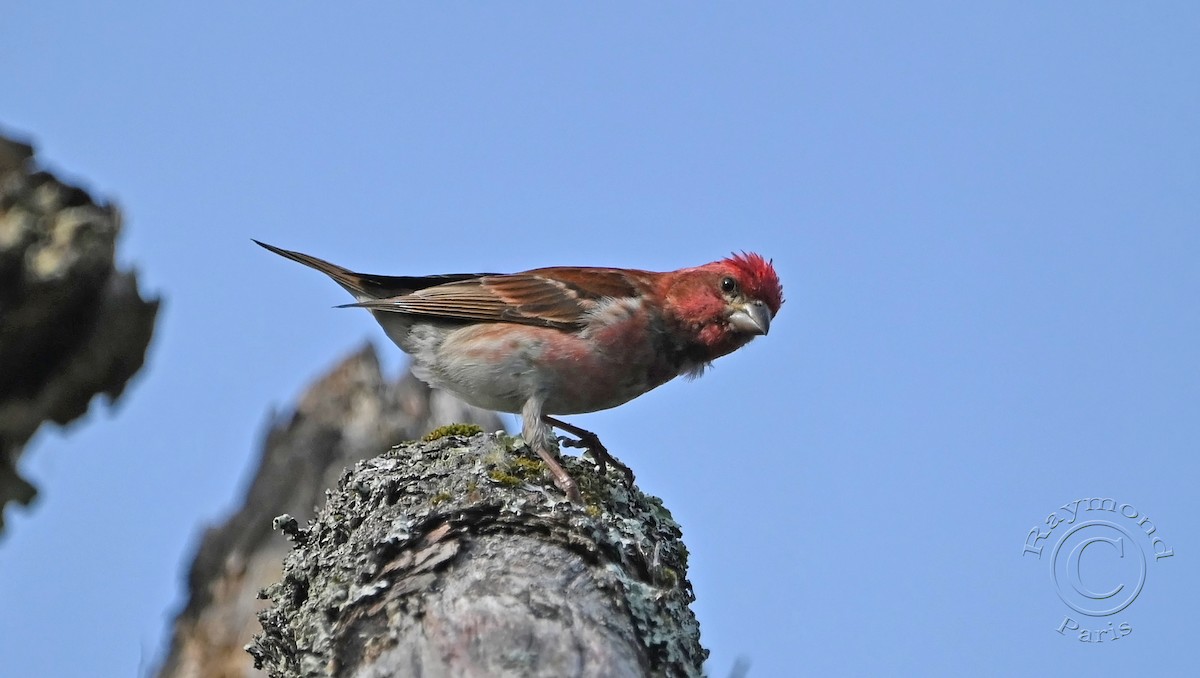 Purple Finch - ML620571401