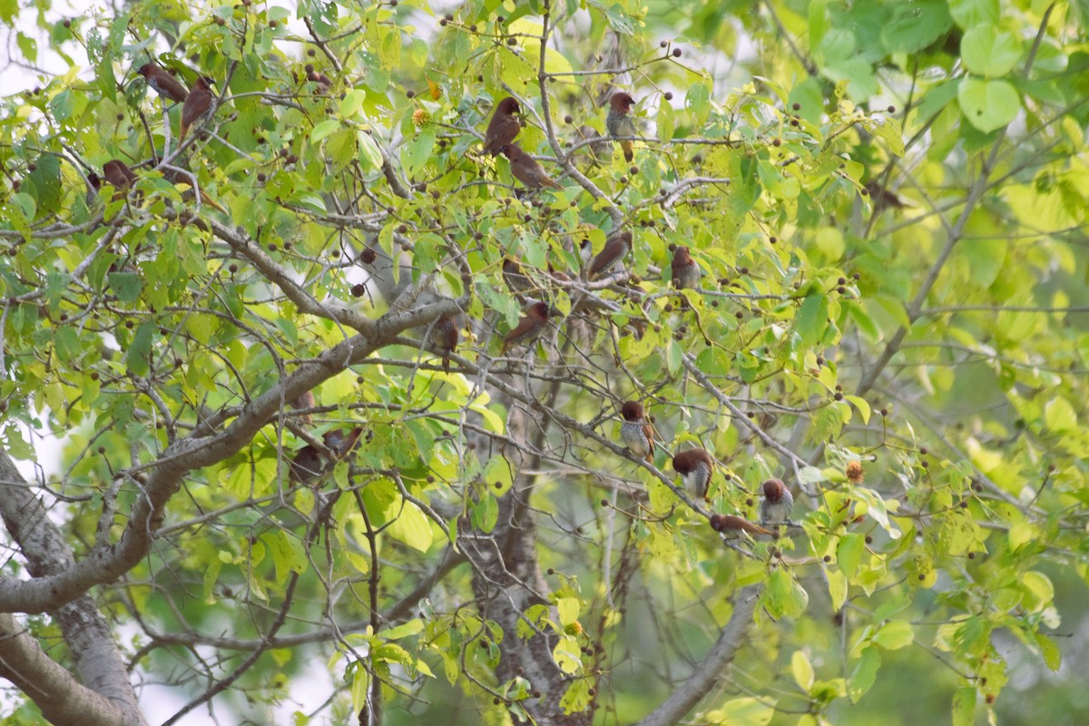 Scaly-breasted Munia - ML620571402