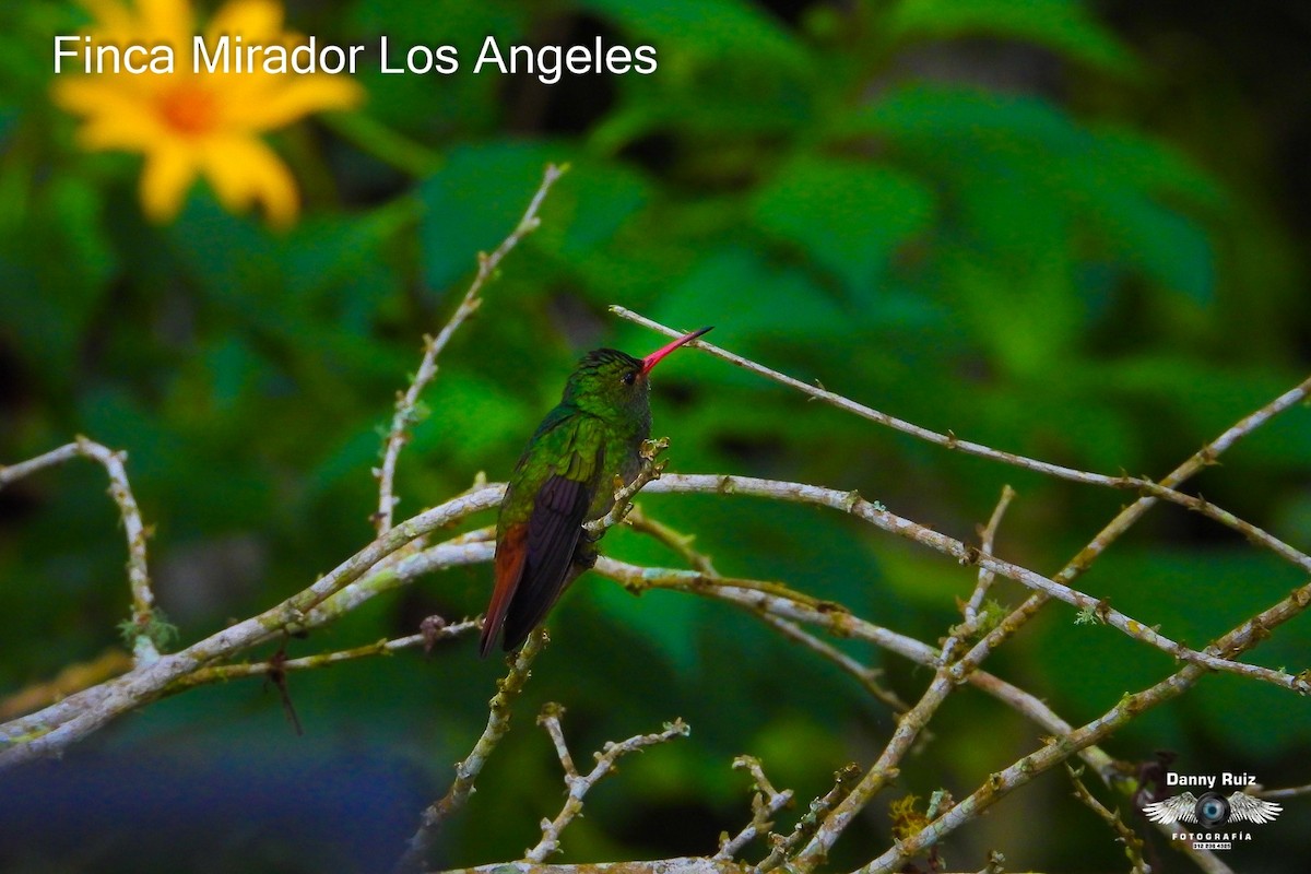 Rufous-tailed Hummingbird - ML620571412