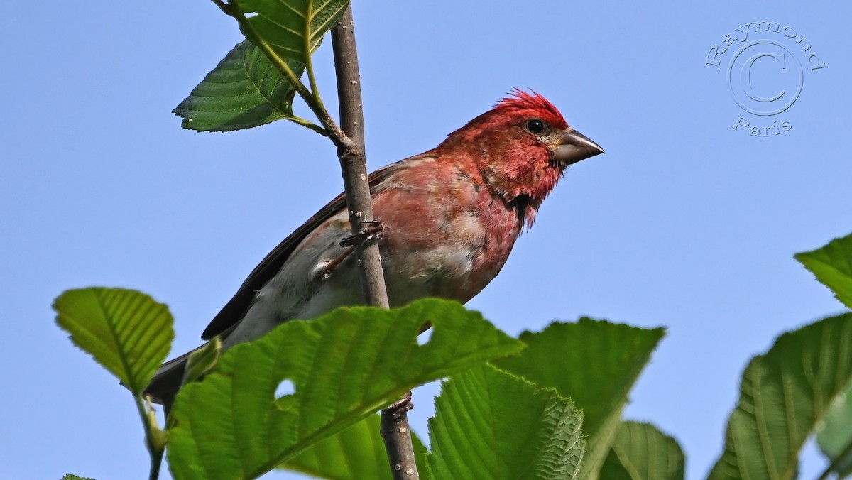 Purple Finch - ML620571417