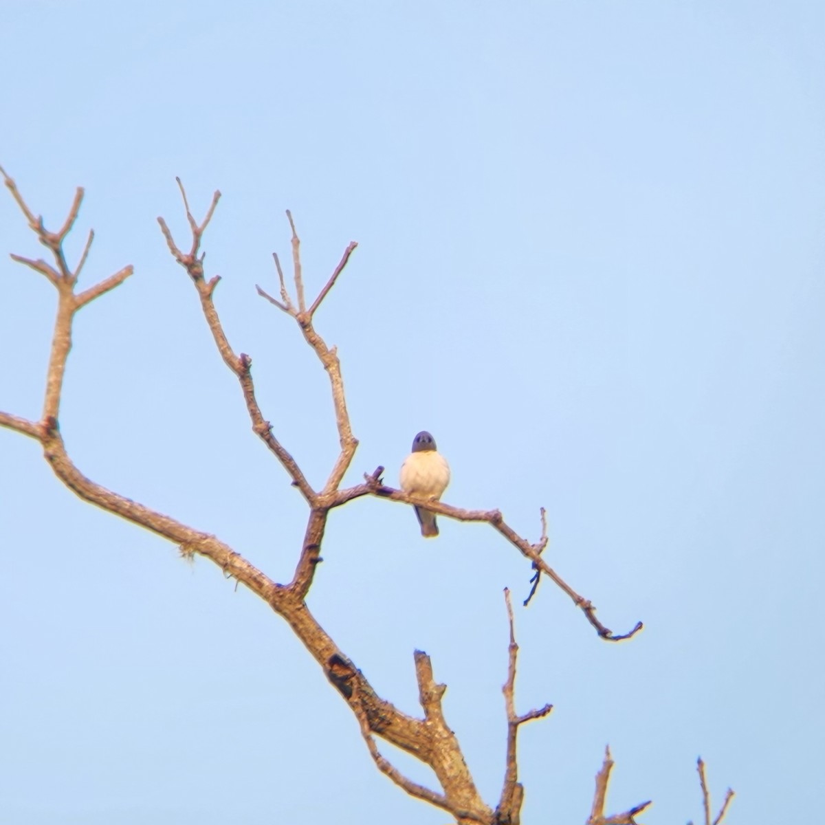 White-breasted Woodswallow - ML620571418