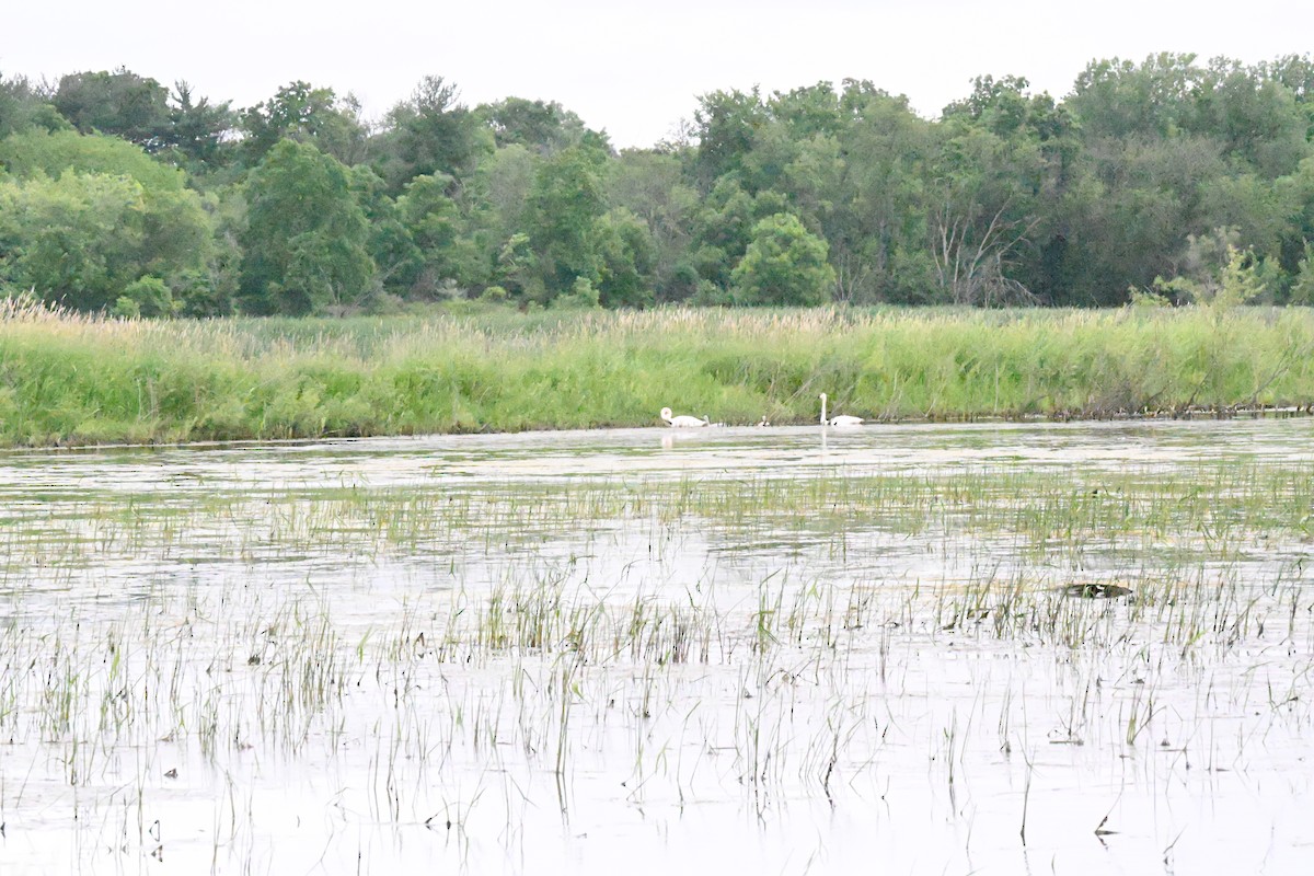 Trumpeter Swan - ML620571431