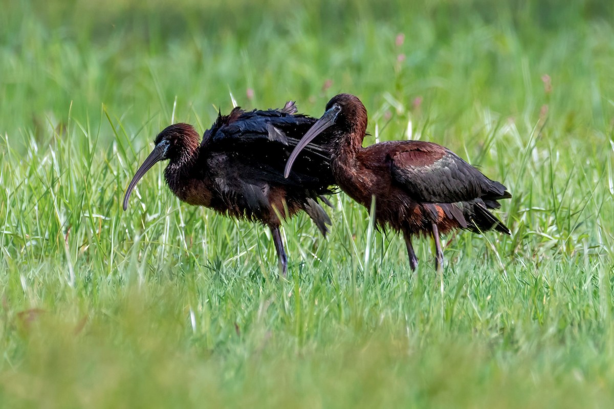 Glossy Ibis - ML620571436