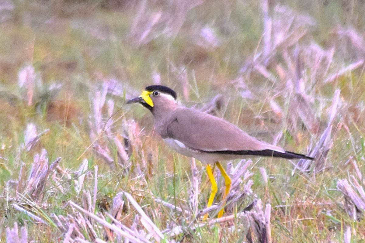 Yellow-wattled Lapwing - ML620571437