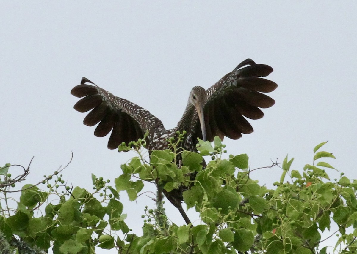 Limpkin - ML620571442