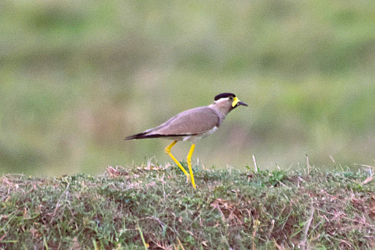 Yellow-wattled Lapwing - ML620571443