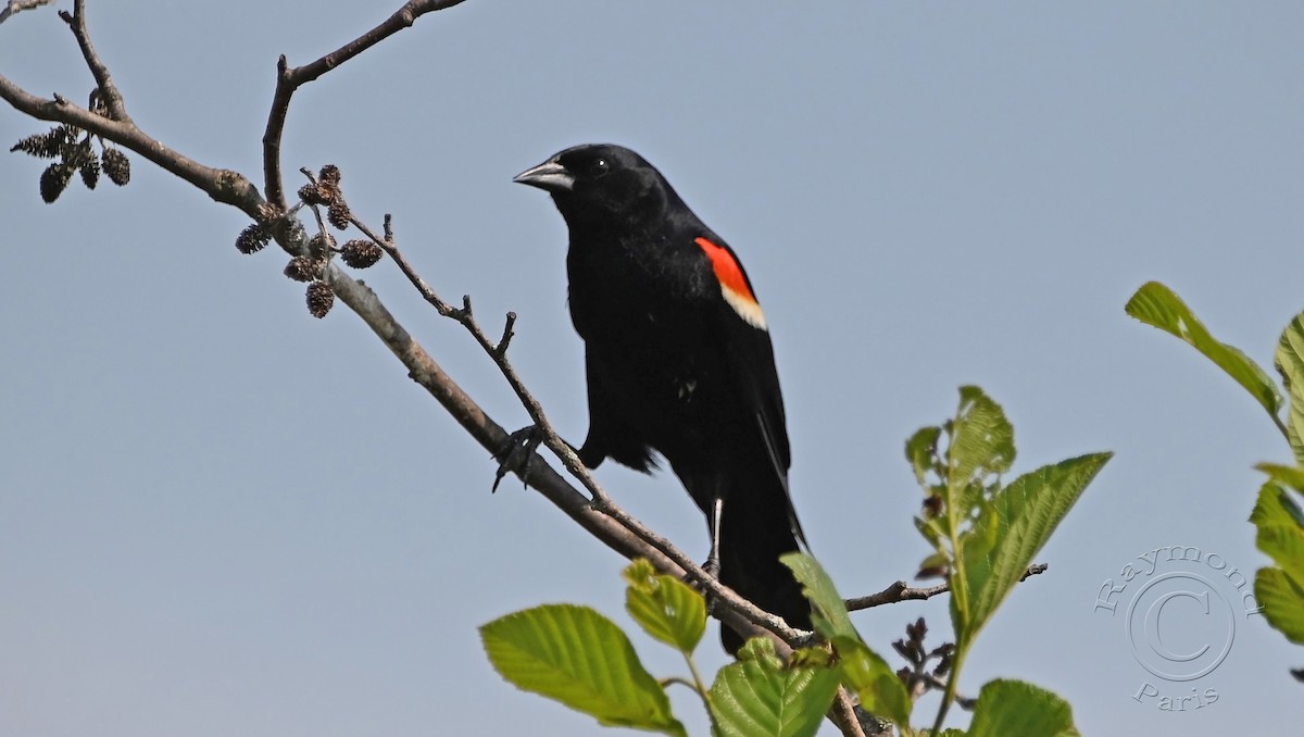 Red-winged Blackbird - ML620571445
