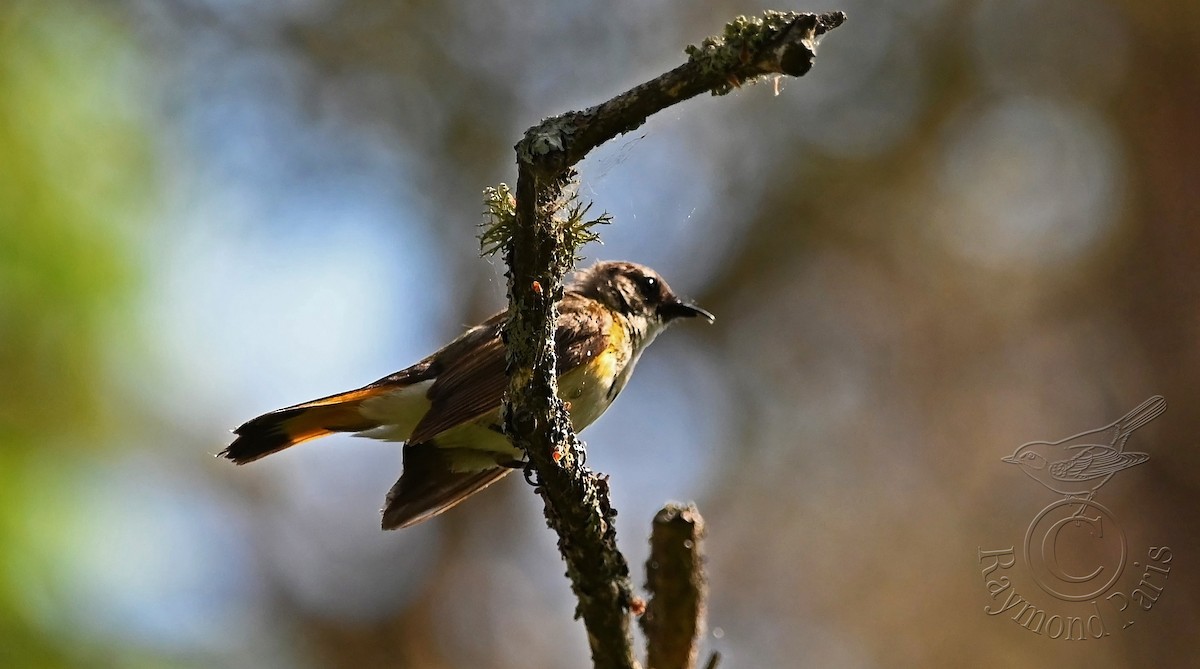 American Redstart - ML620571447