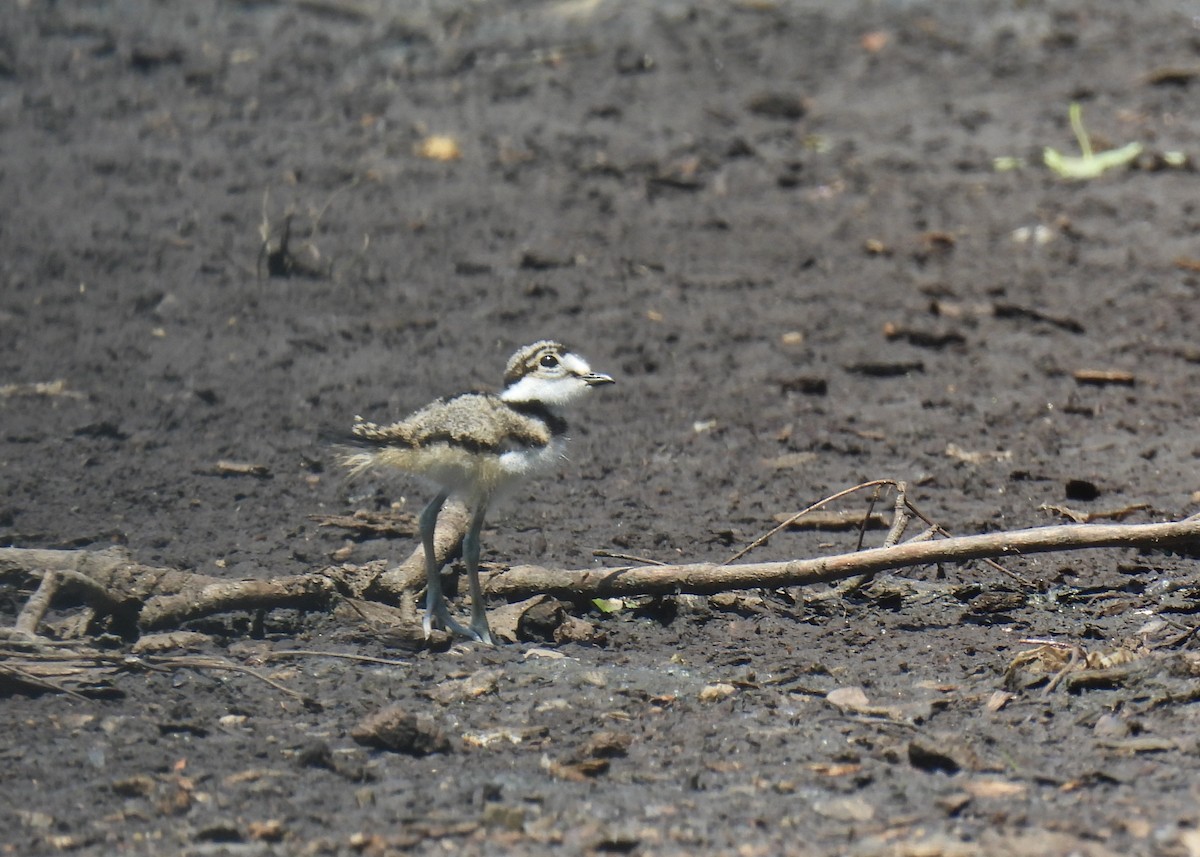 Killdeer - ML620571448