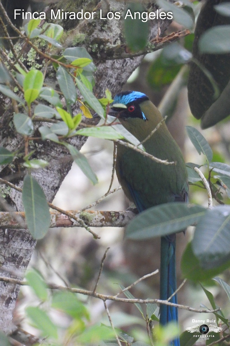 Andean Motmot - ML620571449