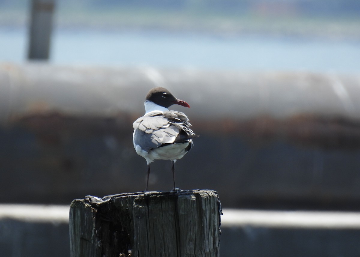 Mouette atricille - ML620571453