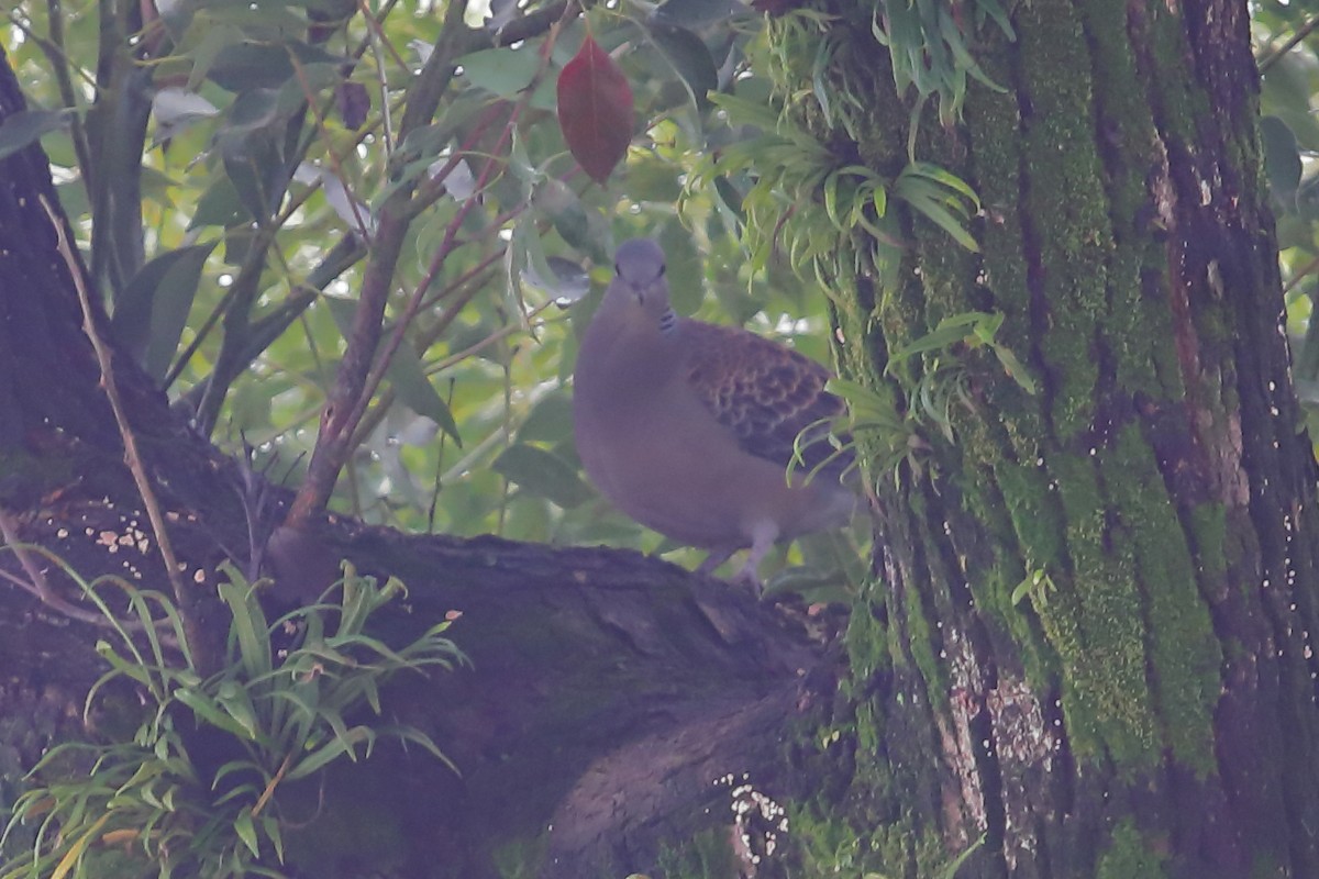 Oriental Turtle-Dove - ML620571454