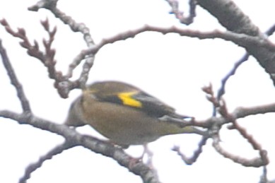 Oriental Greenfinch - ML620571457