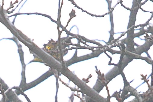 Oriental Greenfinch - ML620571458