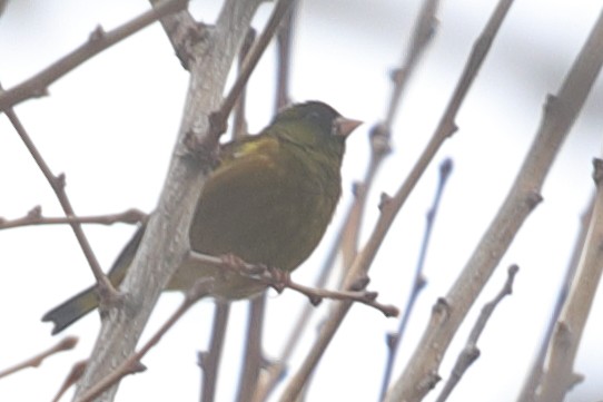 Oriental Greenfinch - ML620571459