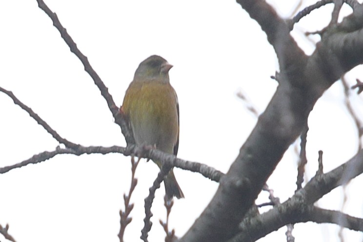 Oriental Greenfinch - ML620571460