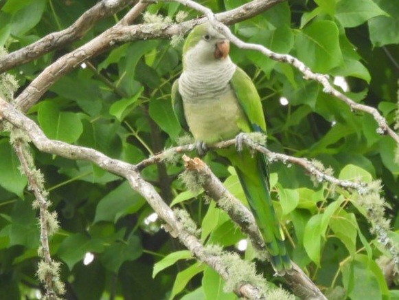 Monk Parakeet - ML620571467