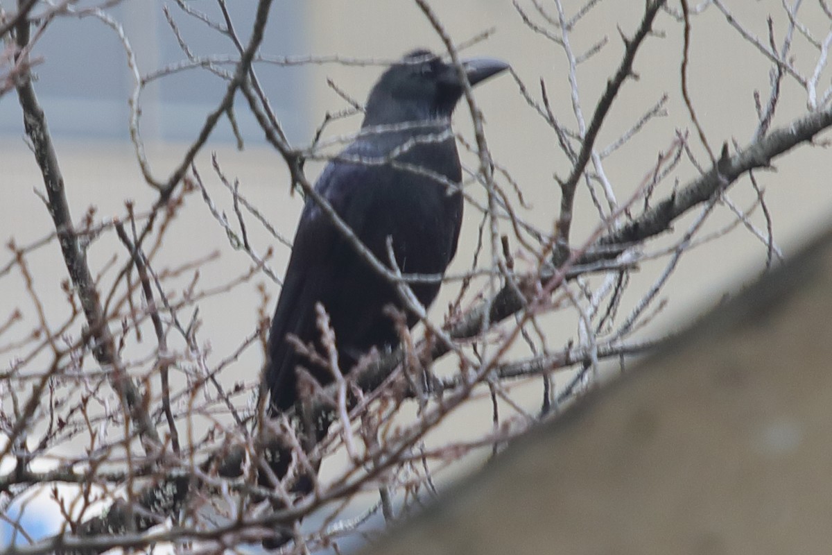 Large-billed Crow - ML620571468