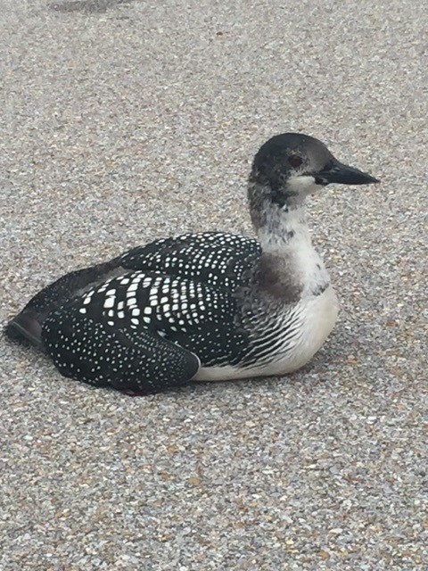 Common Loon - ML620571478