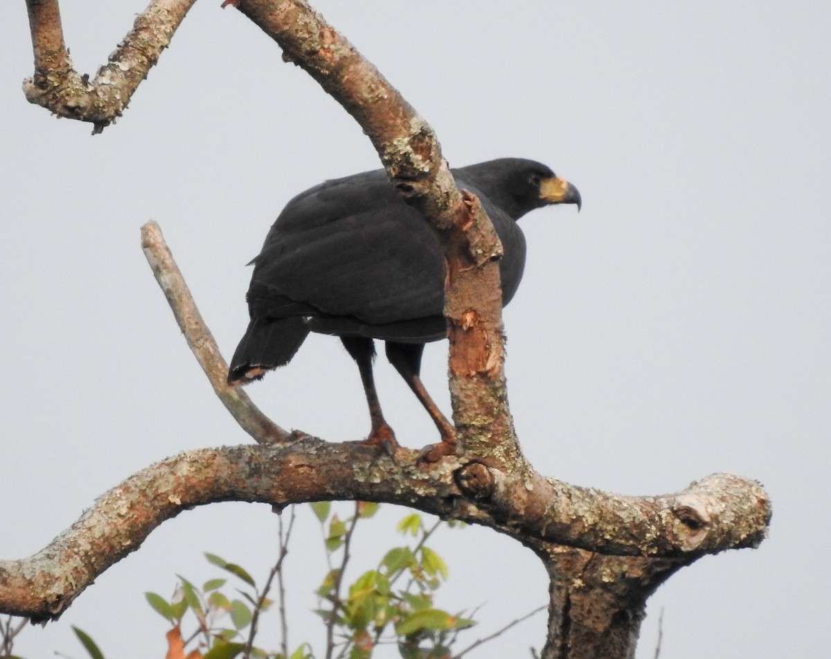 Great Black Hawk - ML620571485